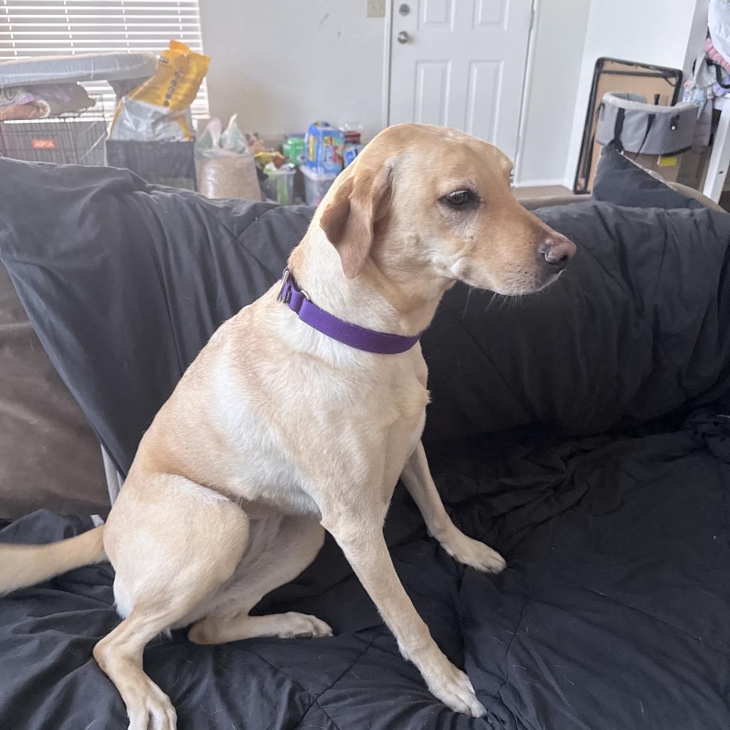 Charlotte, Adoptable, Adult Female Yellow Labrador Retriever.