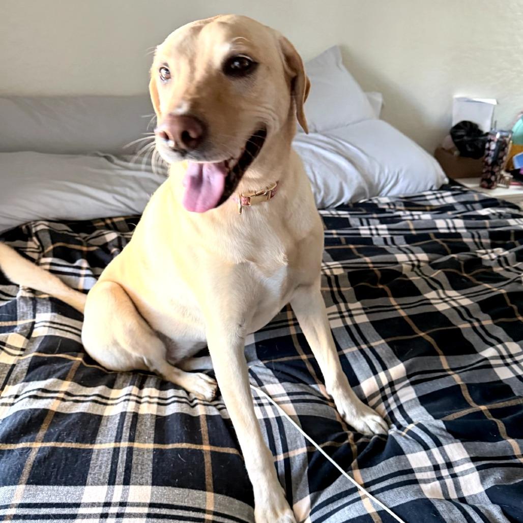 Charlotte, Adoptable, Adult Male Yellow Labrador Retriever.