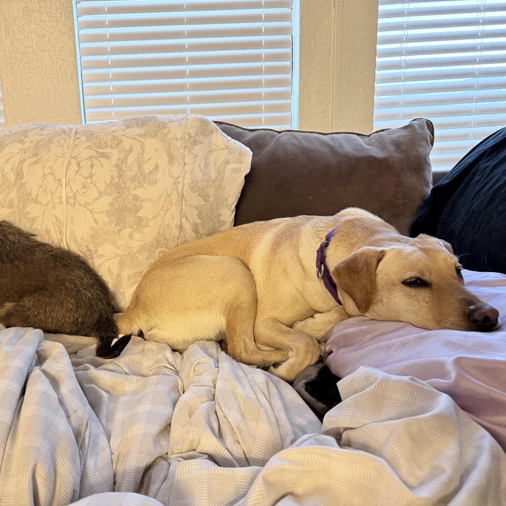 Enlarge Charlotte, a Adoptable Yellow Labrador Retriever in Calimesa, CA image 3/5