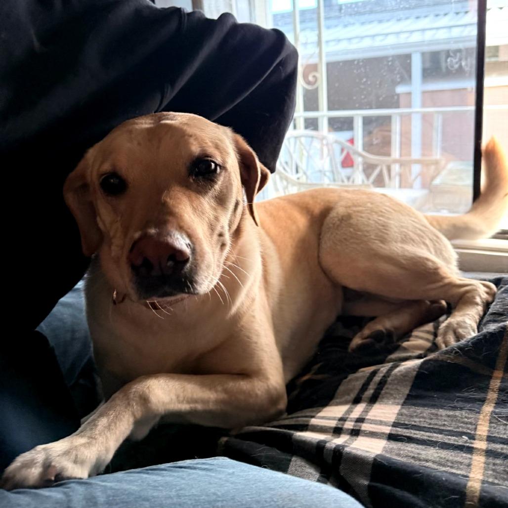 Enlarge Charlotte, a Adoptable Yellow Labrador Retriever in Calimesa, CA image 2/2