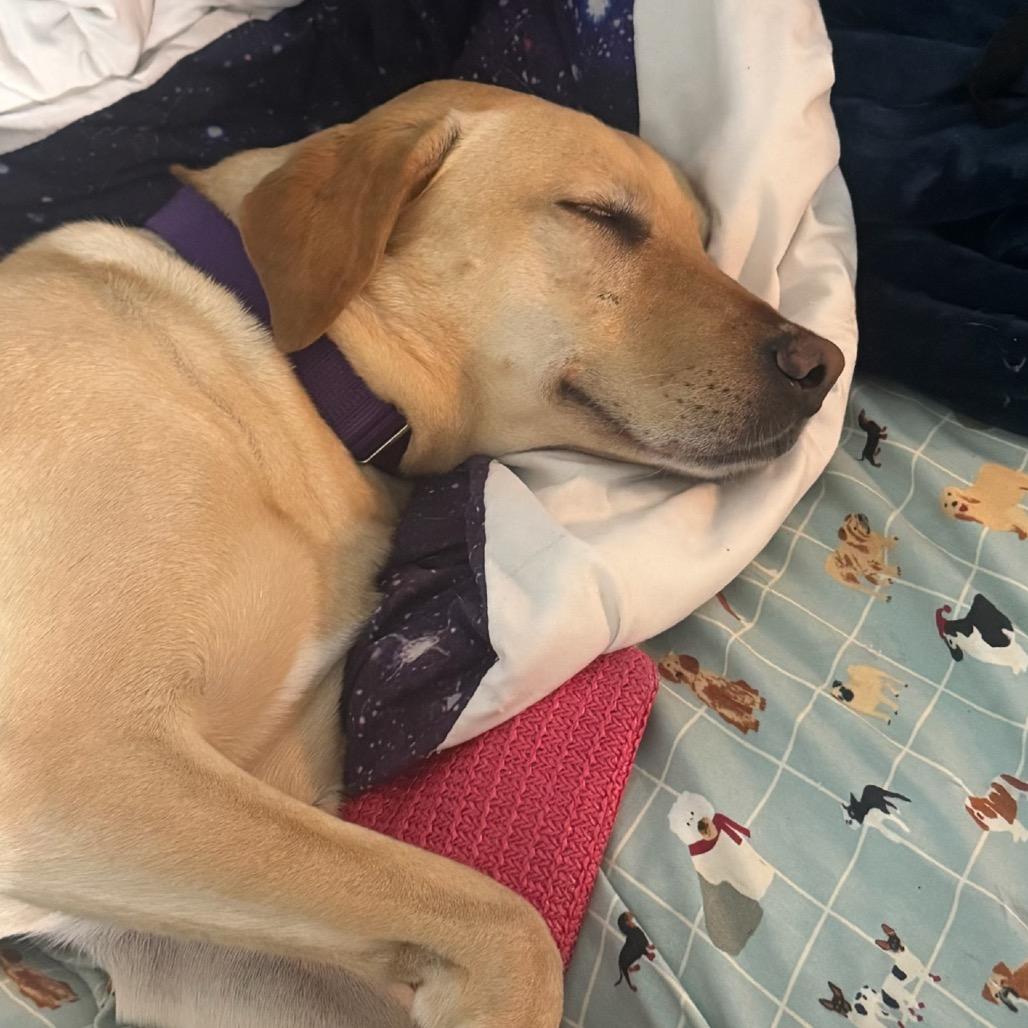 Enlarge Charlotte, a Adoptable Yellow Labrador Retriever in Calimesa, CA image 5/5