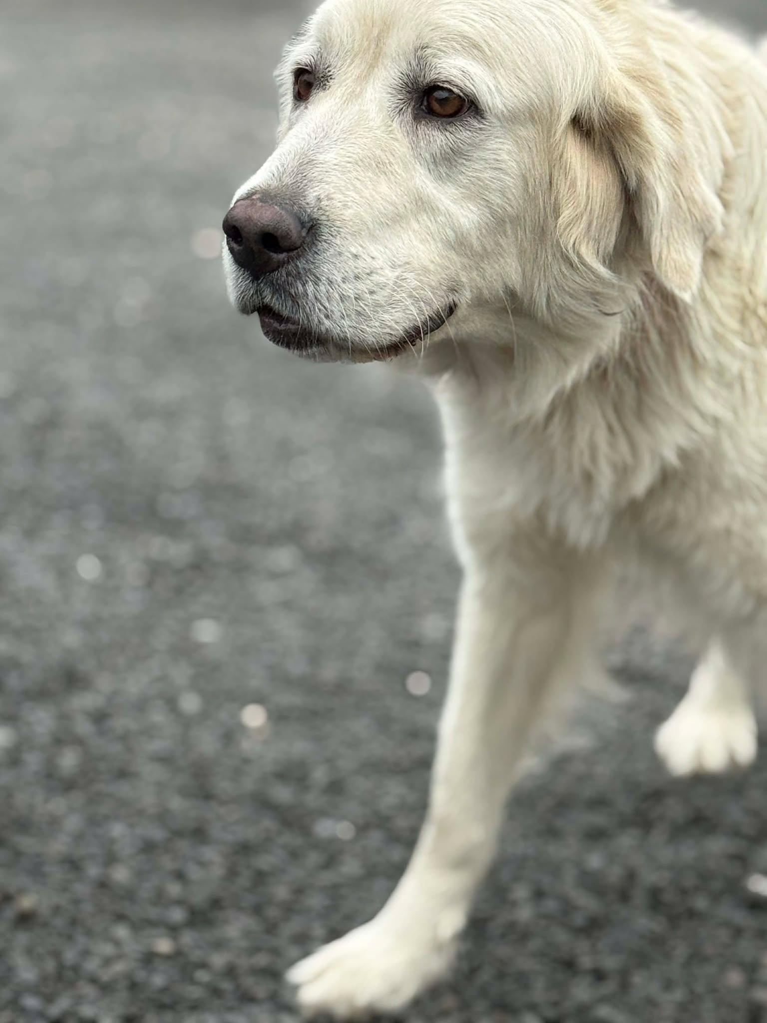 Enlarge Asterisk, a Adoptable Golden Retriever in Othello, WA image 2/4