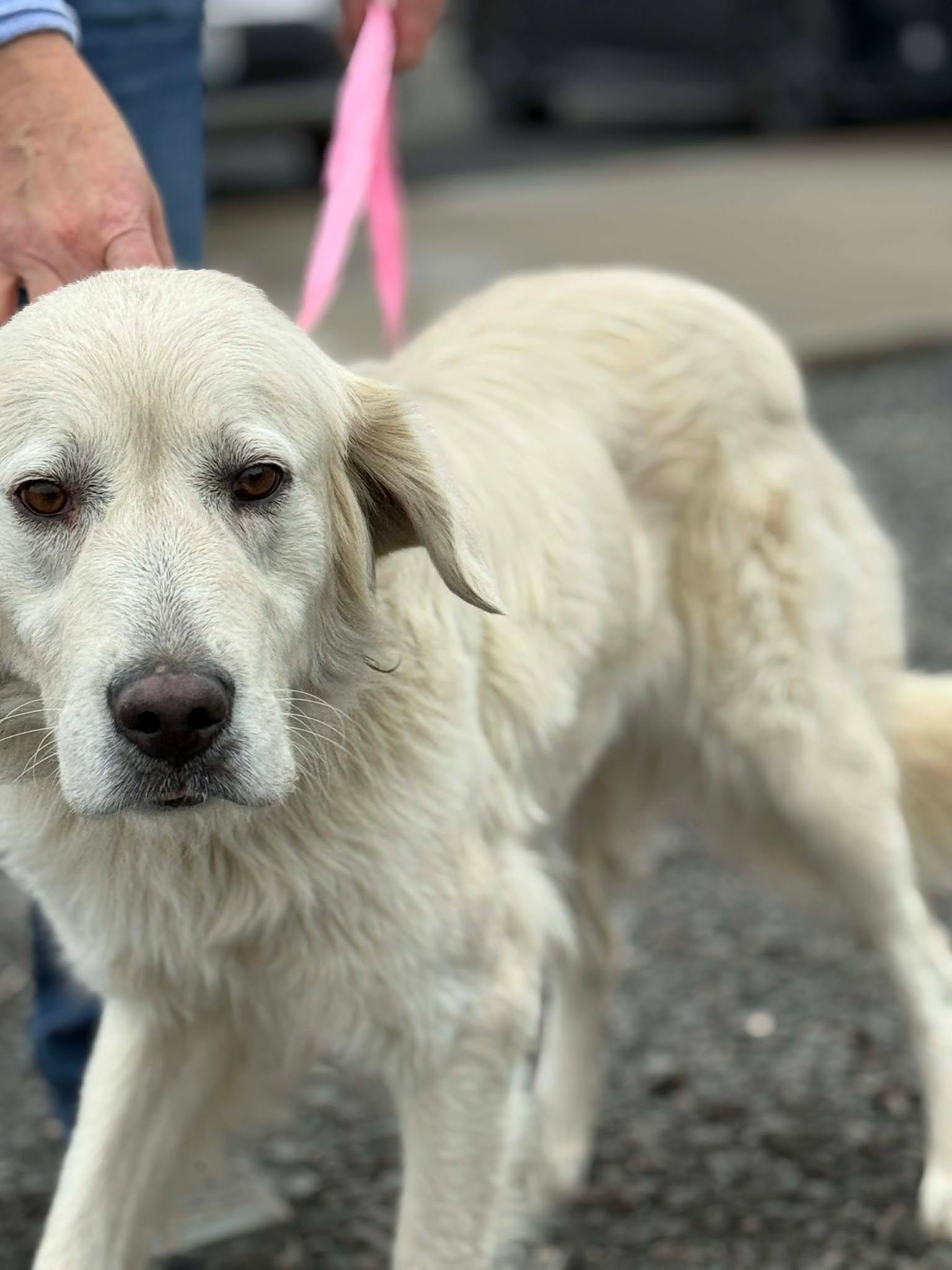 Enlarge Asterisk, a Adoptable Golden Retriever in Othello, WA image 3/4