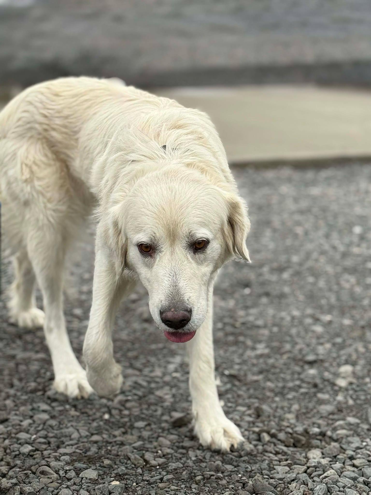 Enlarge Asterisk, a Adoptable Golden Retriever in Othello, WA image 4/4
