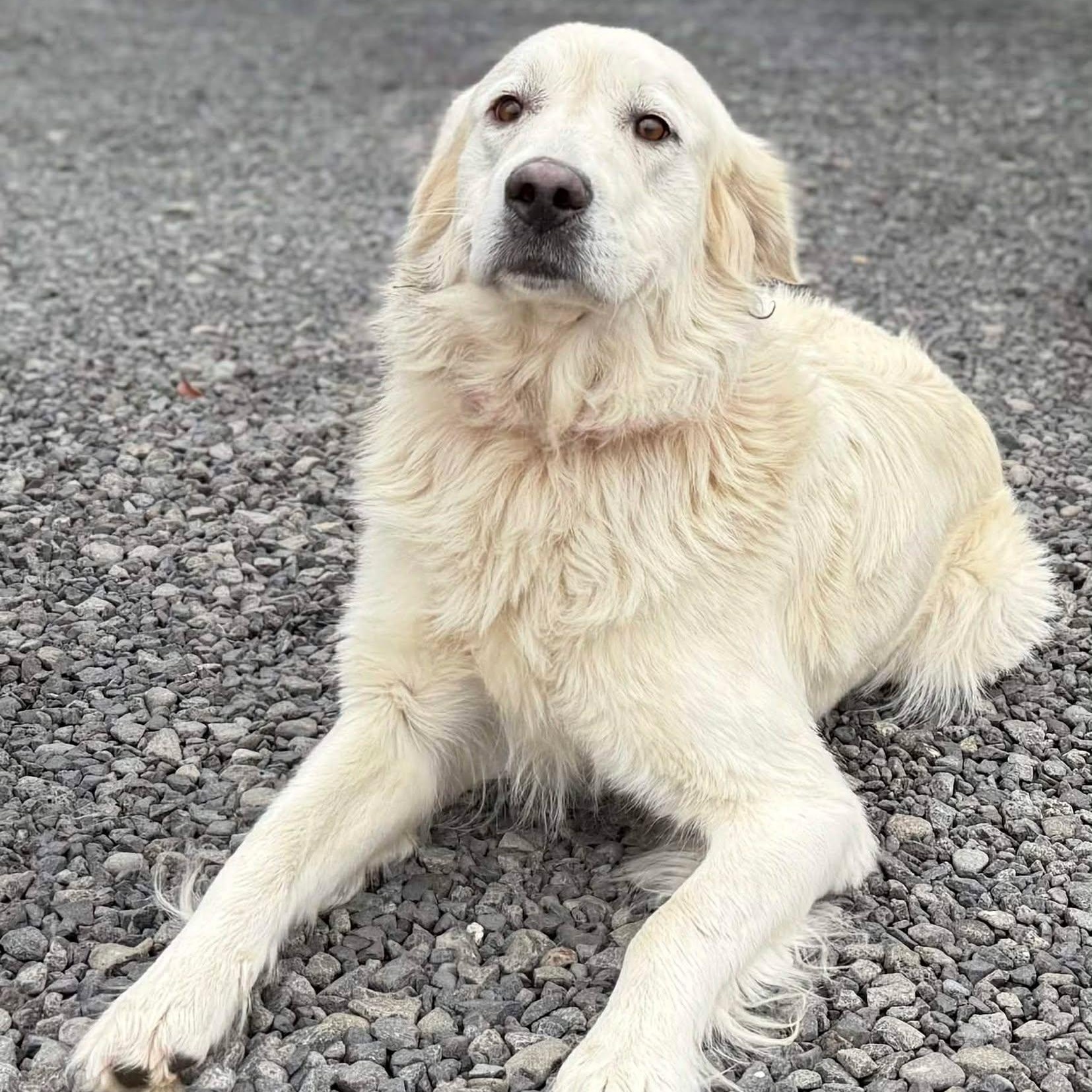 Asterisk, Adoptable, Adult Female Golden Retriever.
