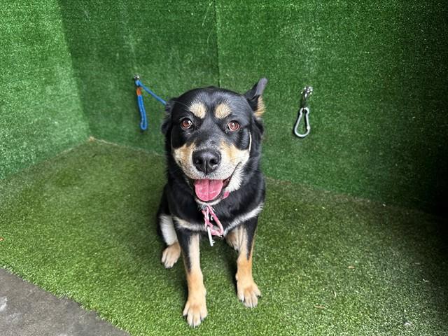 HAPPY, Adoptable, Adult Female German Shepherd Dog & Mixed Breed.