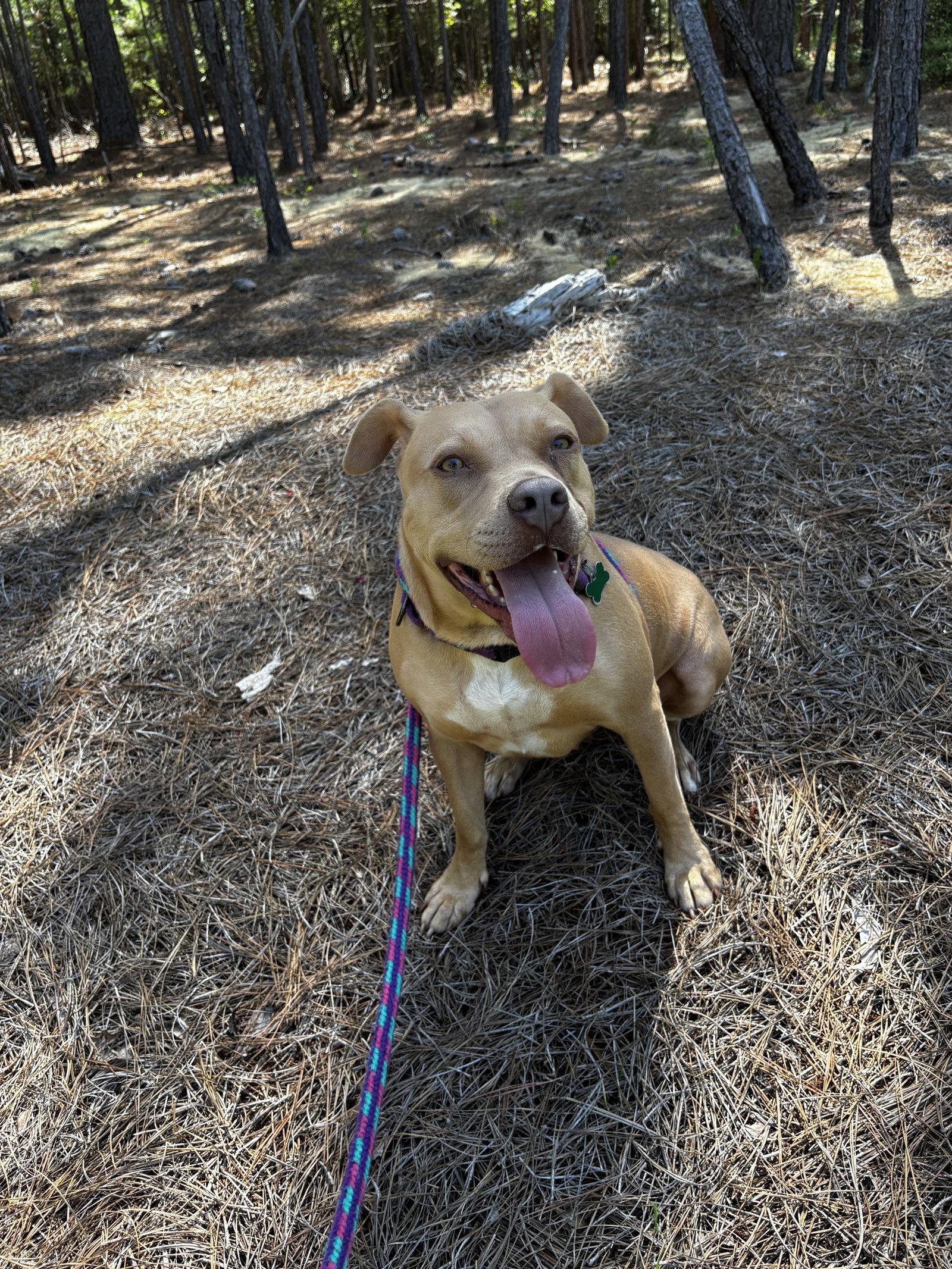 Enlarge Princess Diana, a Adoptable Mixed Breed in Mc Cormick, SC image 1/3