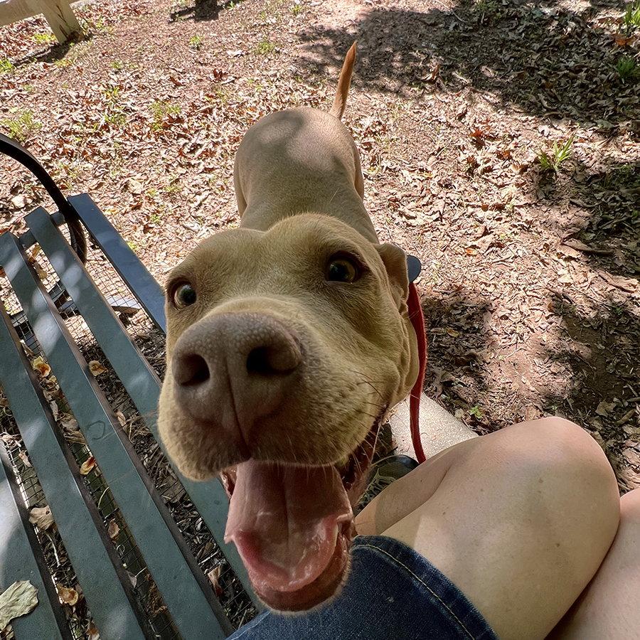 Enlarge Princess Diana, a Adoptable Mixed Breed in Mc Cormick, SC image 2/3