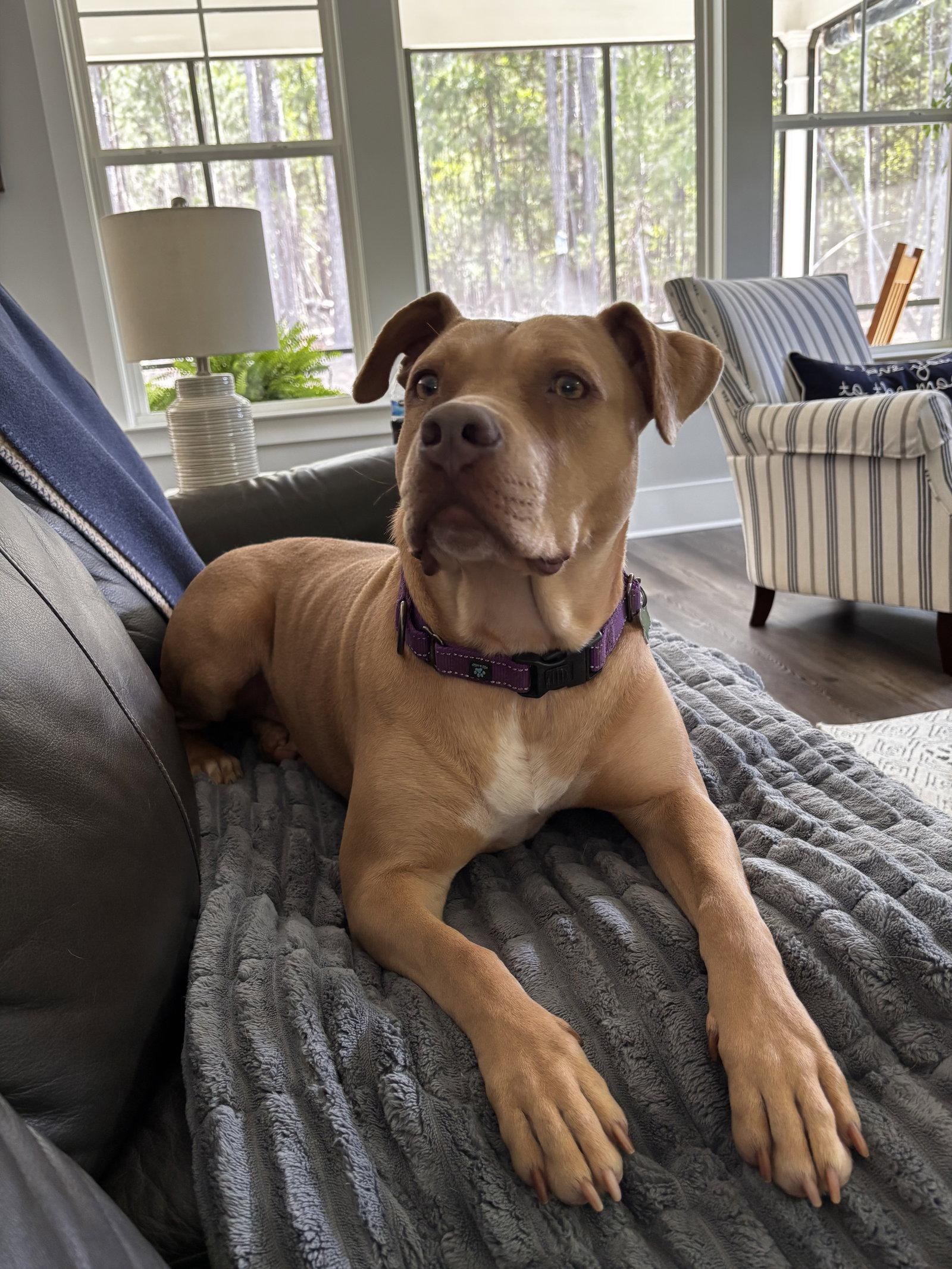 Enlarge Princess Diana, a Adoptable Mixed Breed in Mc Cormick, SC image 3/3