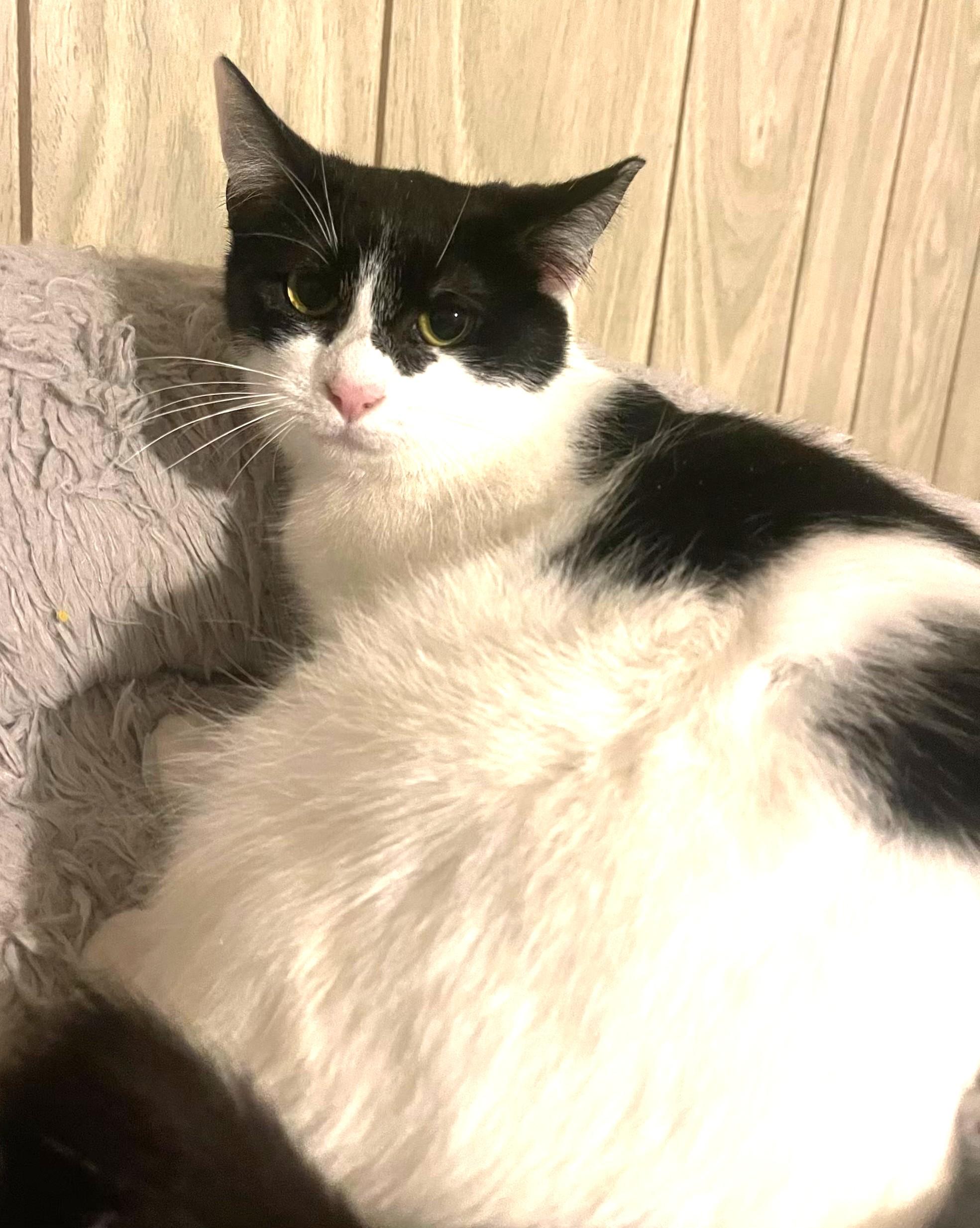 Mouse , Adoptable, Kitten Female Domestic Short Hair.