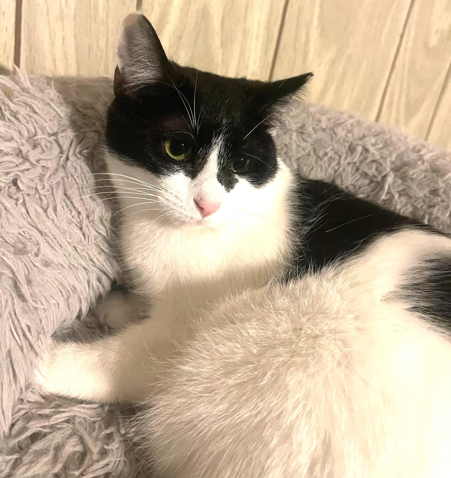 Enlarge Mouse (bonded with Diamond), a Adoptable Domestic Short Hair in Charlotte, NC image 3/5