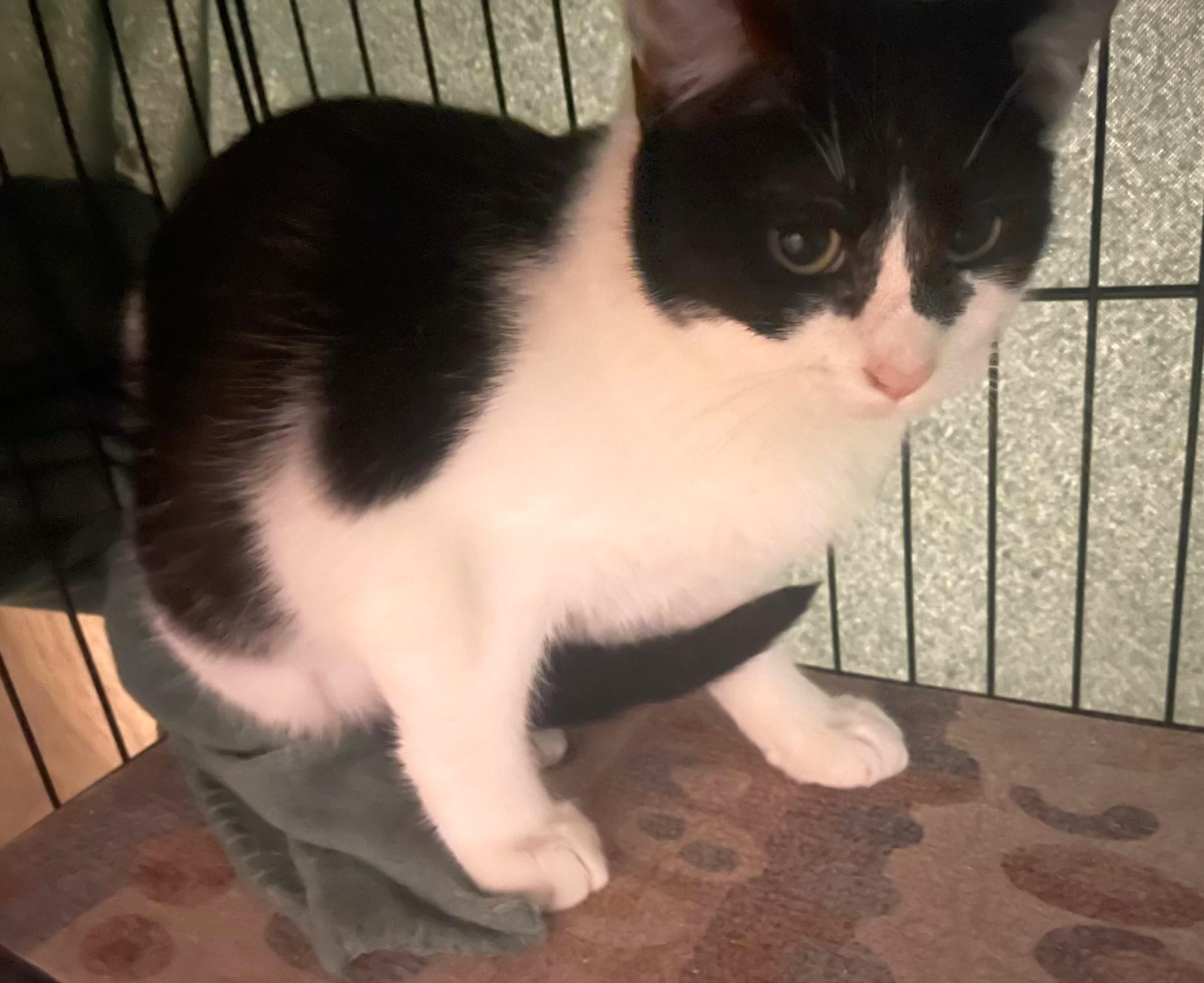 Enlarge Mouse (bonded with Diamond), a Adoptable Domestic Short Hair in Charlotte, NC image 2/5