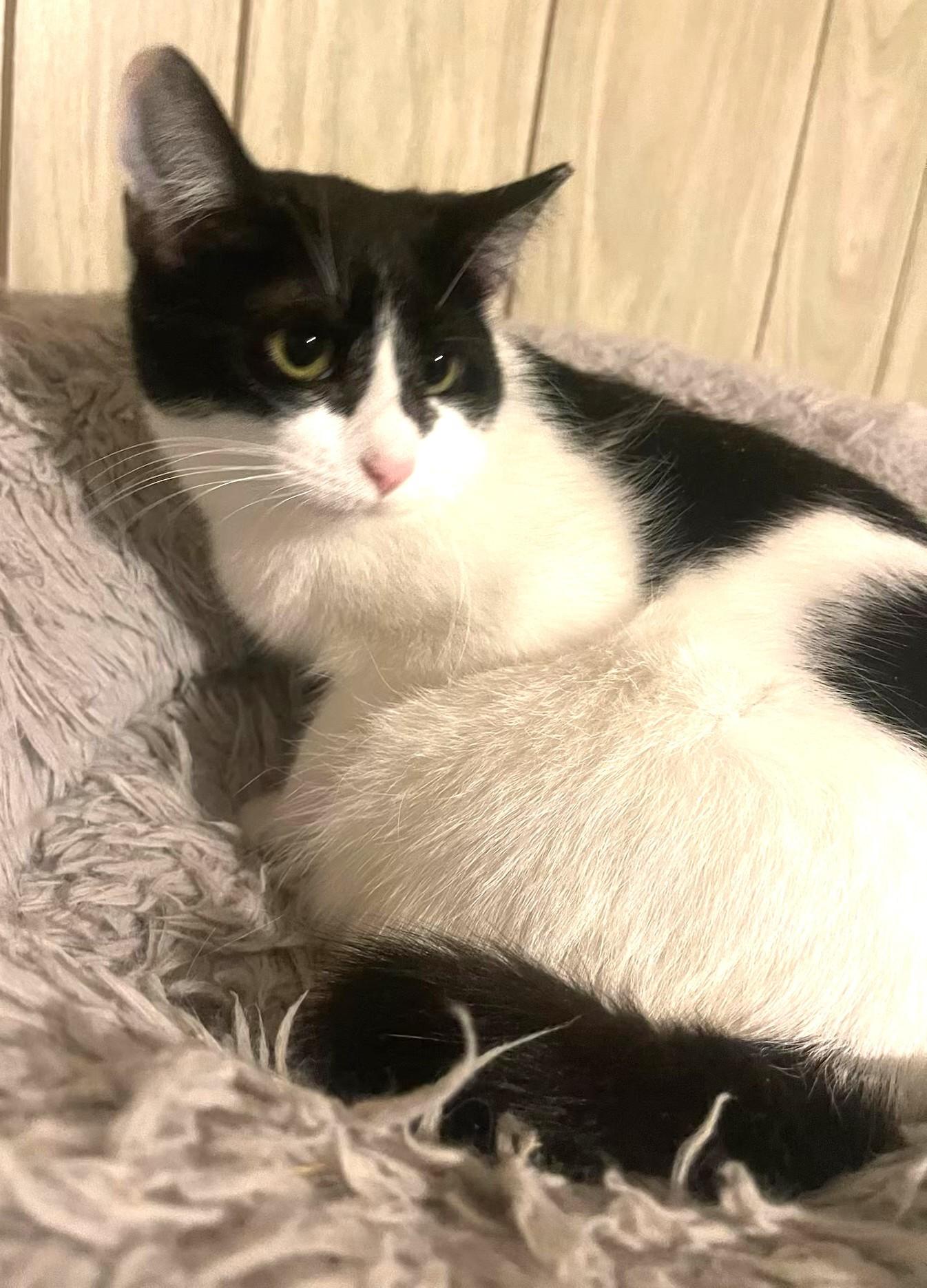 Enlarge Mouse (bonded with Diamond), a Adoptable Domestic Short Hair in Charlotte, NC image 1/5