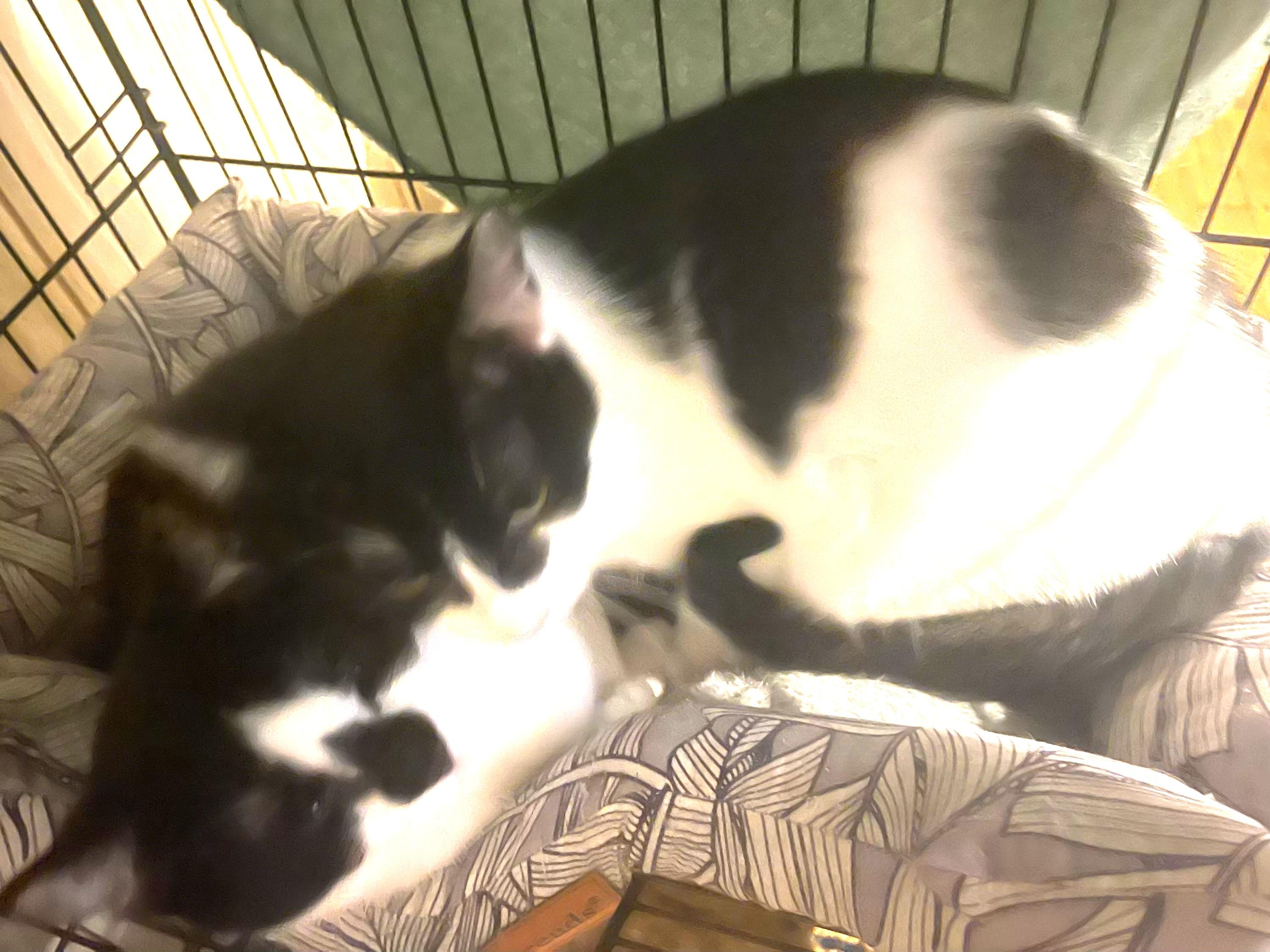 Enlarge Mouse (bonded with Diamond), a Adoptable Domestic Short Hair in Charlotte, NC image 5/5