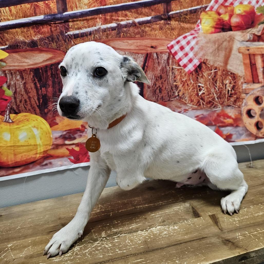Nick, Adoptable, Young Male Jack Russell Terrier & Australian Cattle Dog / Blue Heeler.