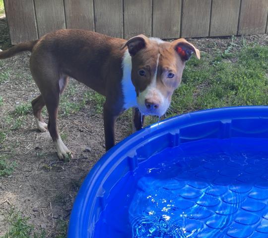Enlarge BUTTERCUP, a Adoptable Pit Bull Terrier in Clinton Township, MI image 1/1