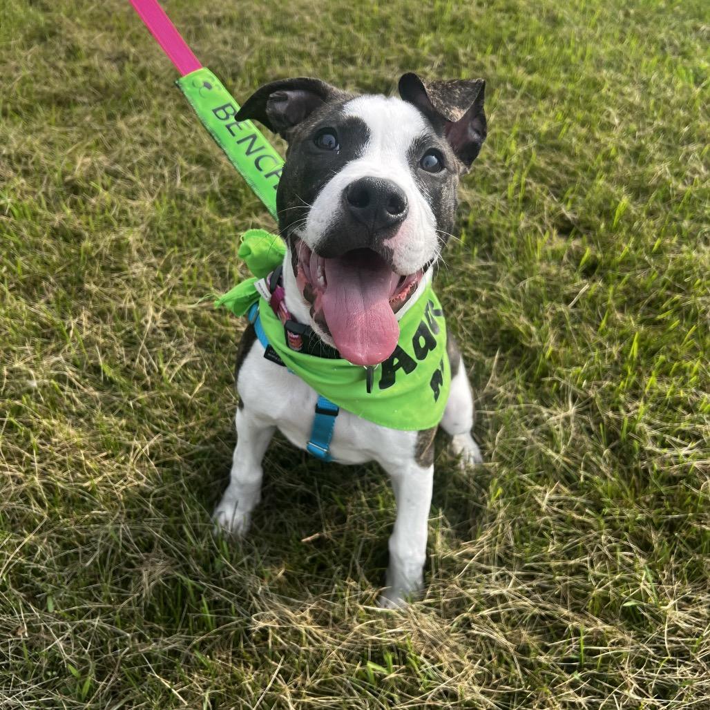 Enlarge Lilith, a Adoptable mixed breed in Mankato, MN image 2/5