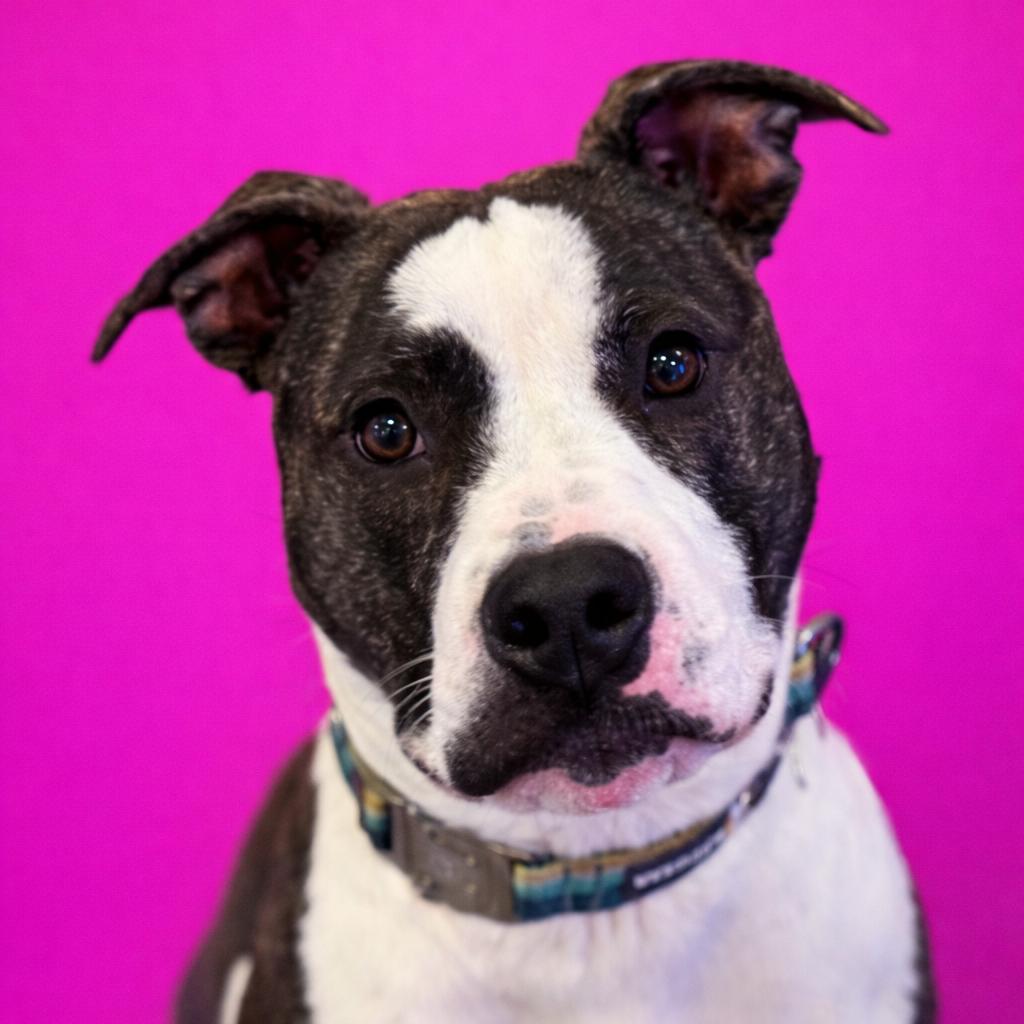 Lilith, a Adoptable mixed breed in Mankato, MN image 3/5