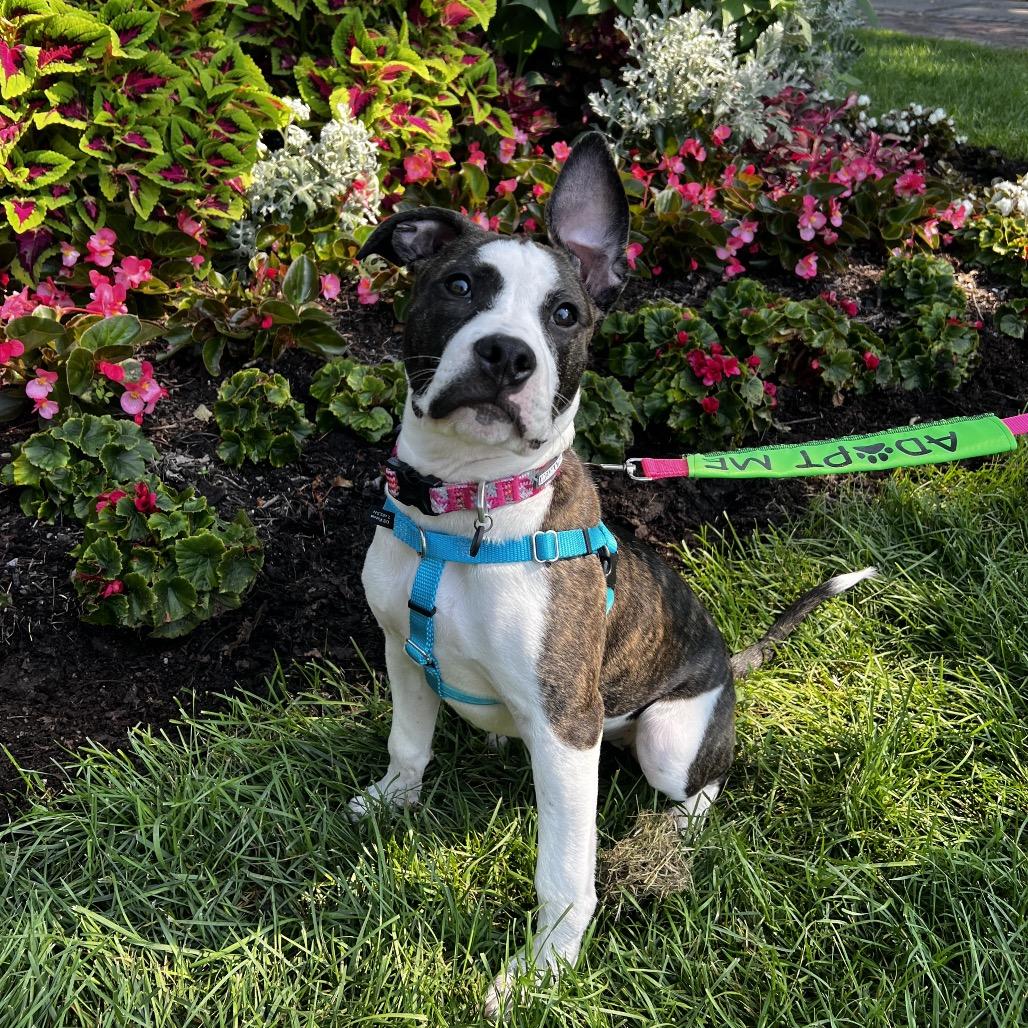 Enlarge Lilith, a Adoptable mixed breed in Mankato, MN image 3/5