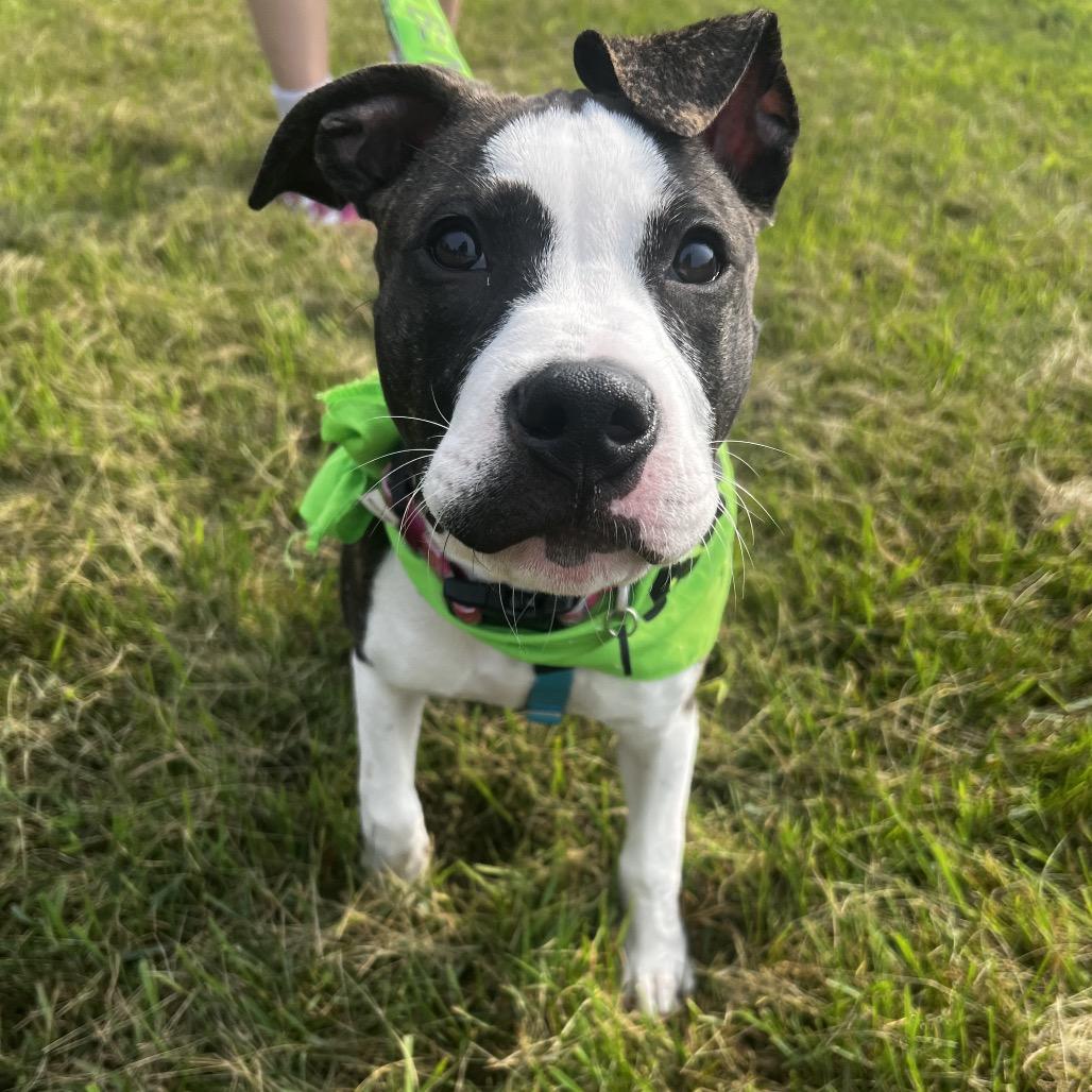 Enlarge Lilith, a Adoptable mixed breed in Mankato, MN image 4/5