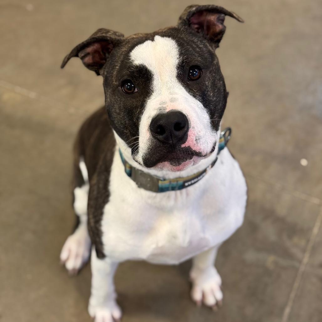 Enlarge Lilith, a Adoptable mixed breed in Mankato, MN image 5/5