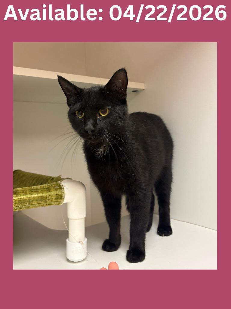 Enlarge Cat Condo #18, a Adoptable mixed breed in Greenville, TX image 1/1