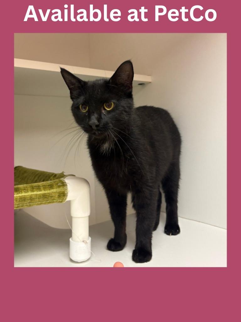 PetCo Condo #1, Adoptable, Young Female Domestic Short Hair.