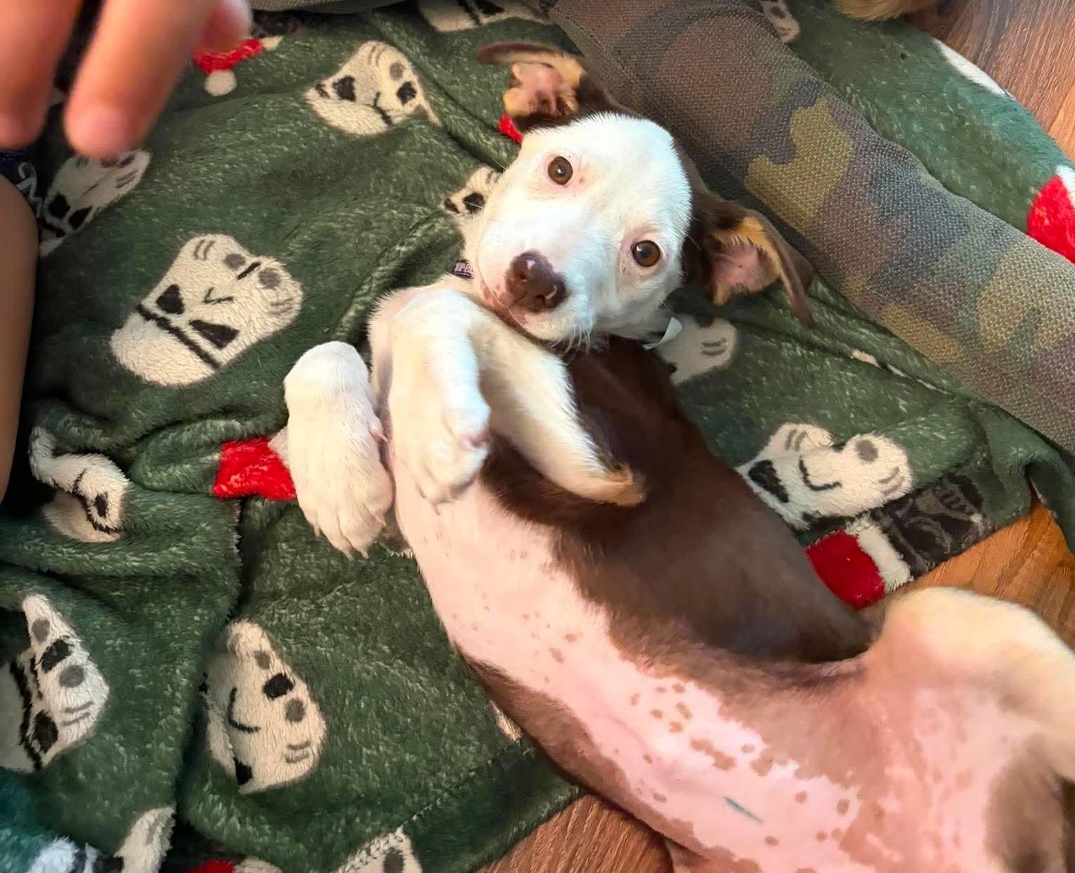 River, adopted, Puppy Female Mixed Breed.