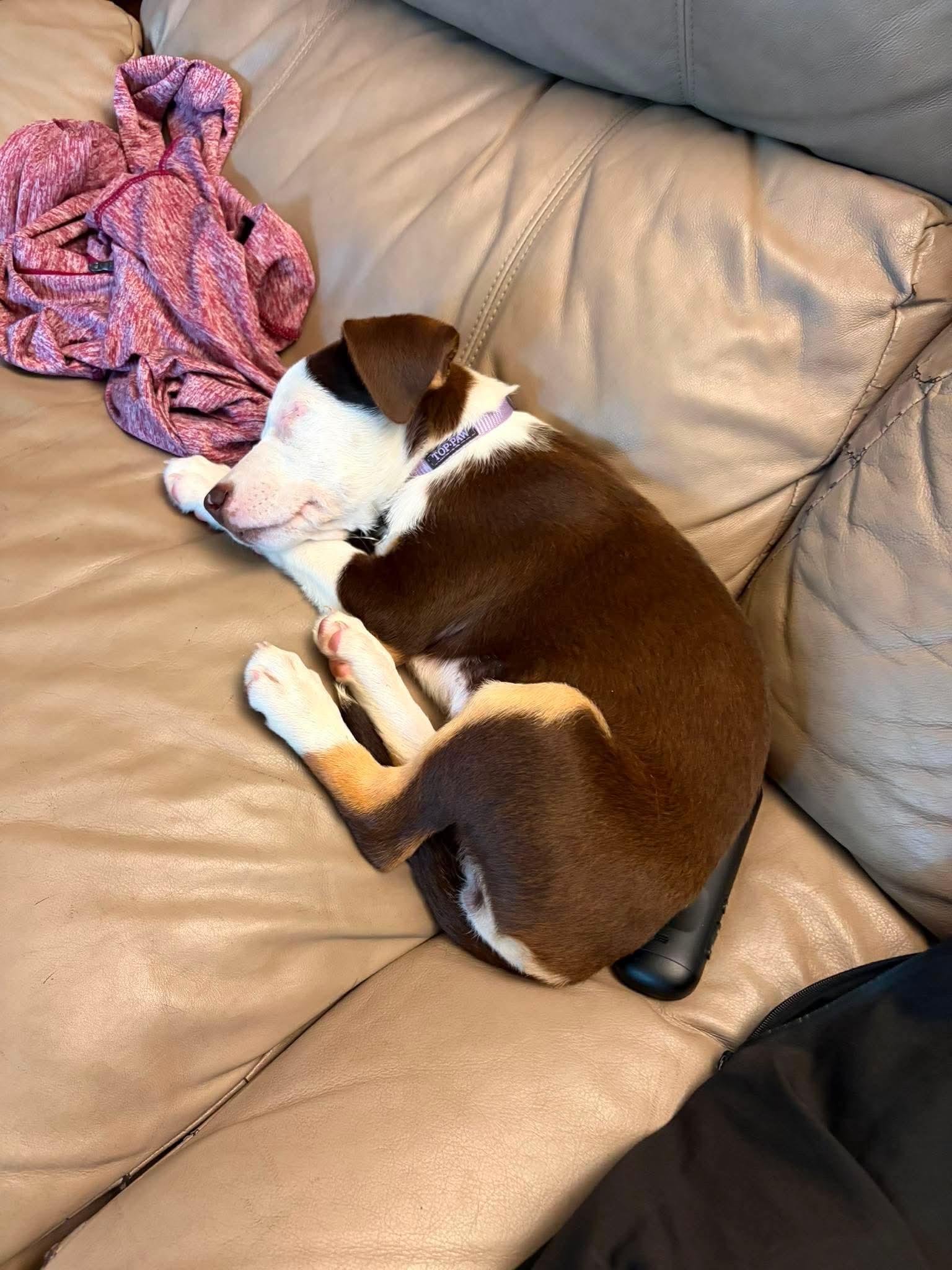 Enlarge River, an adopted Mixed Breed in De Pere, WI image 2/3