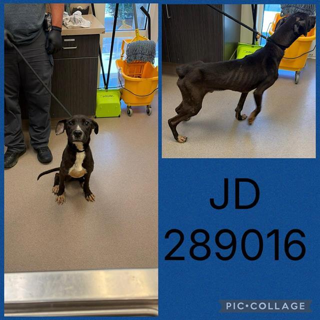 JD, Adoptable, Young Male Pit Bull Terrier & Mixed Breed.