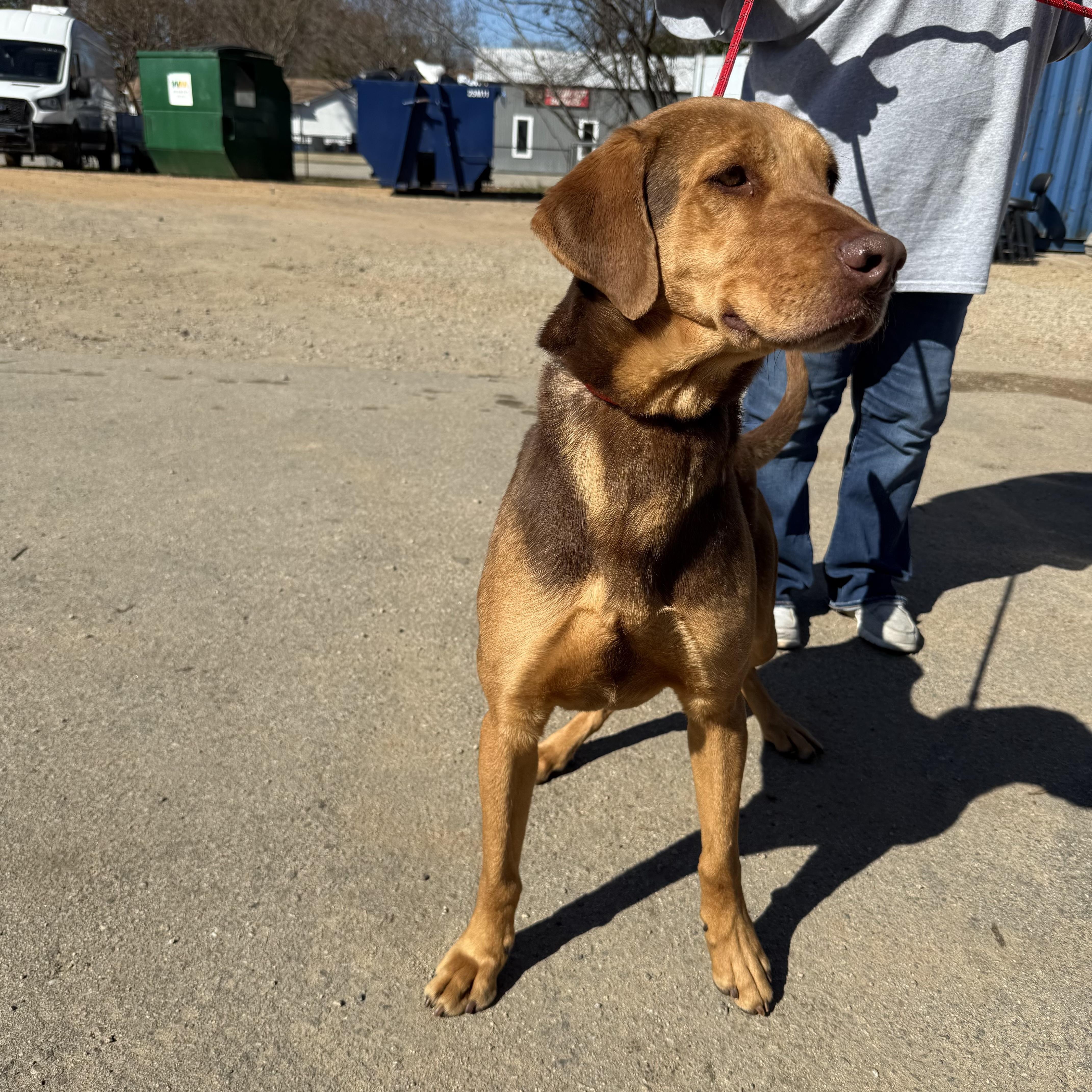 Cosmo — thumbnail 3