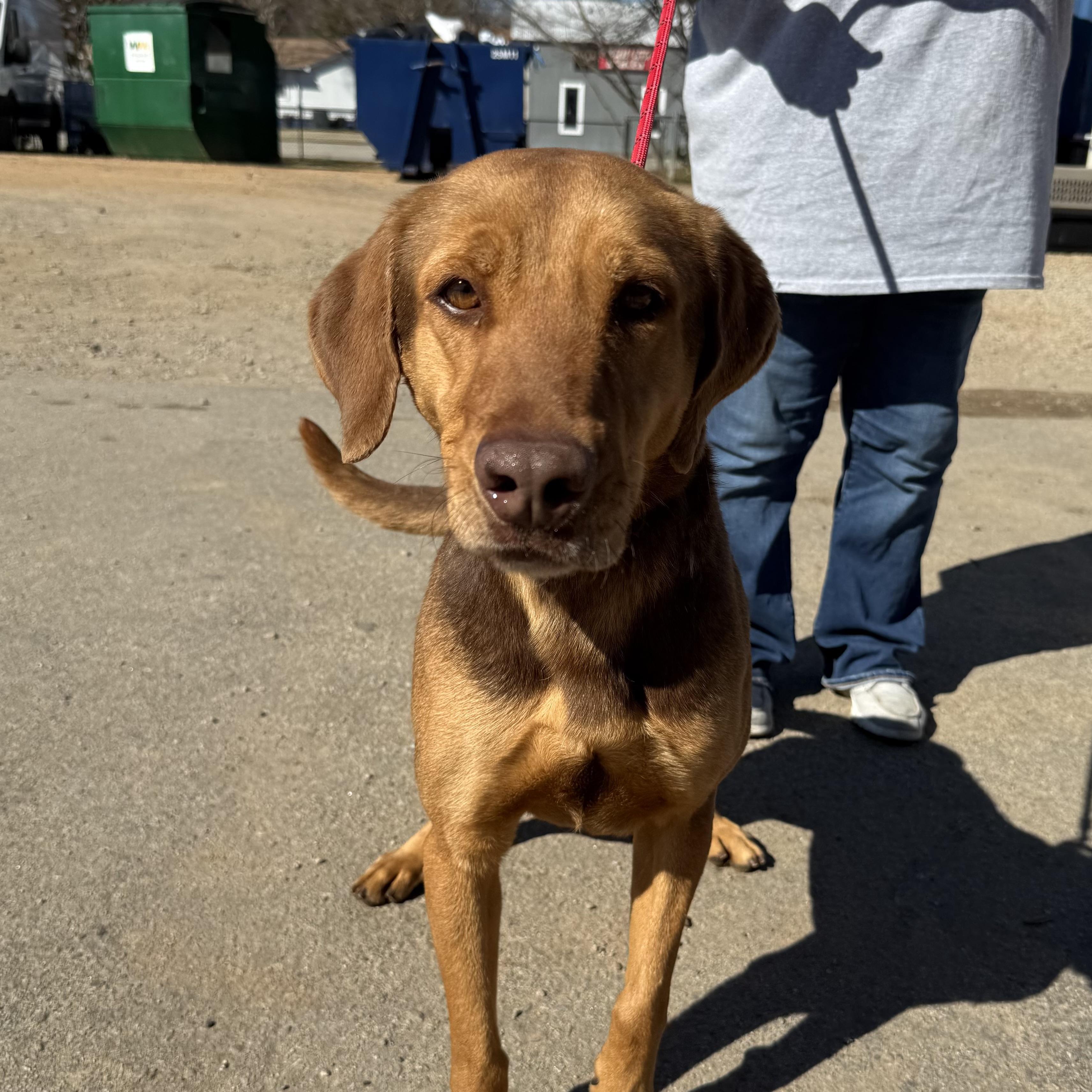 Cosmo — thumbnail 6