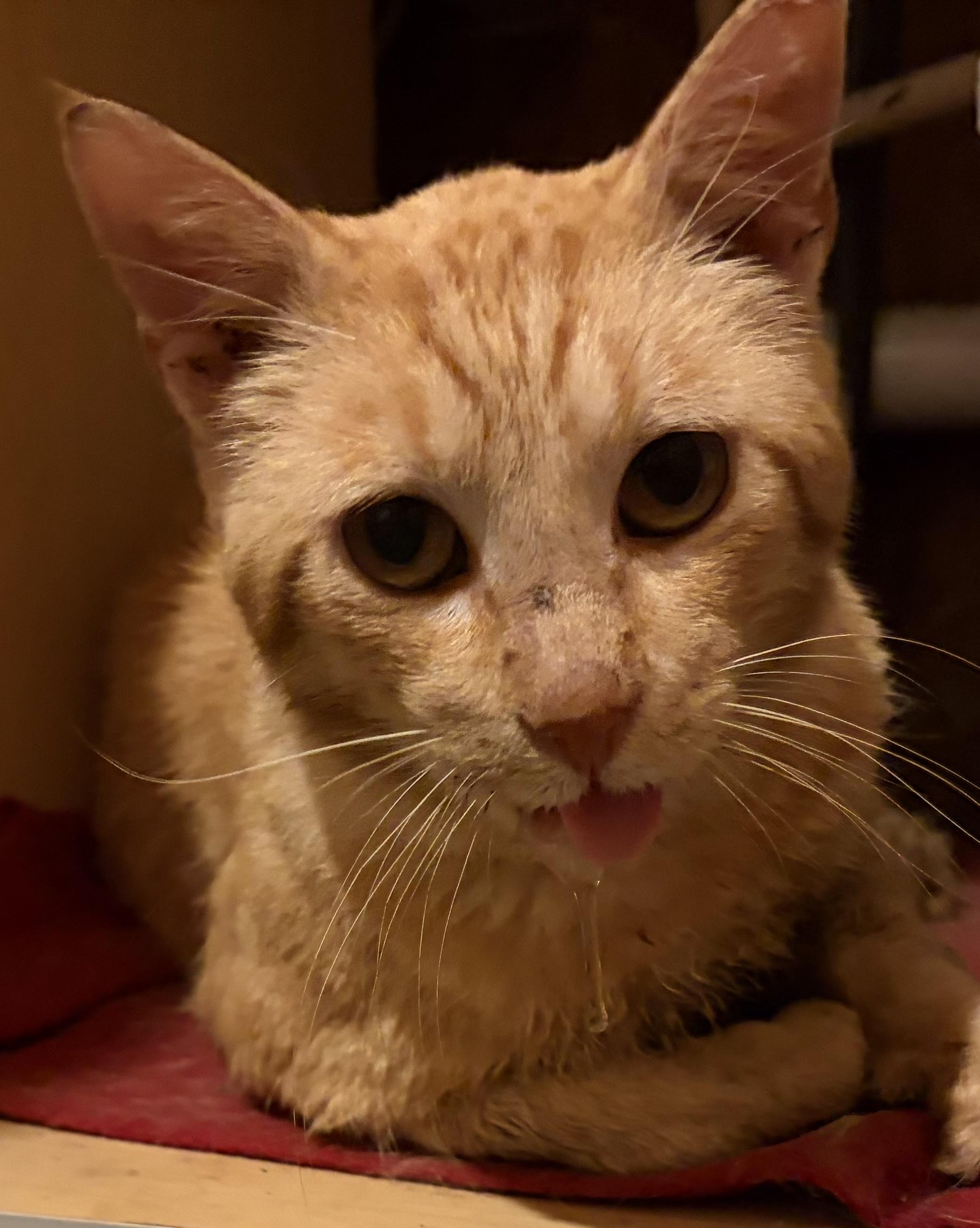 Enlarge The Colonel, a ADOPTABLE Domestic Short Hair in Melbourne, AR image 3/4