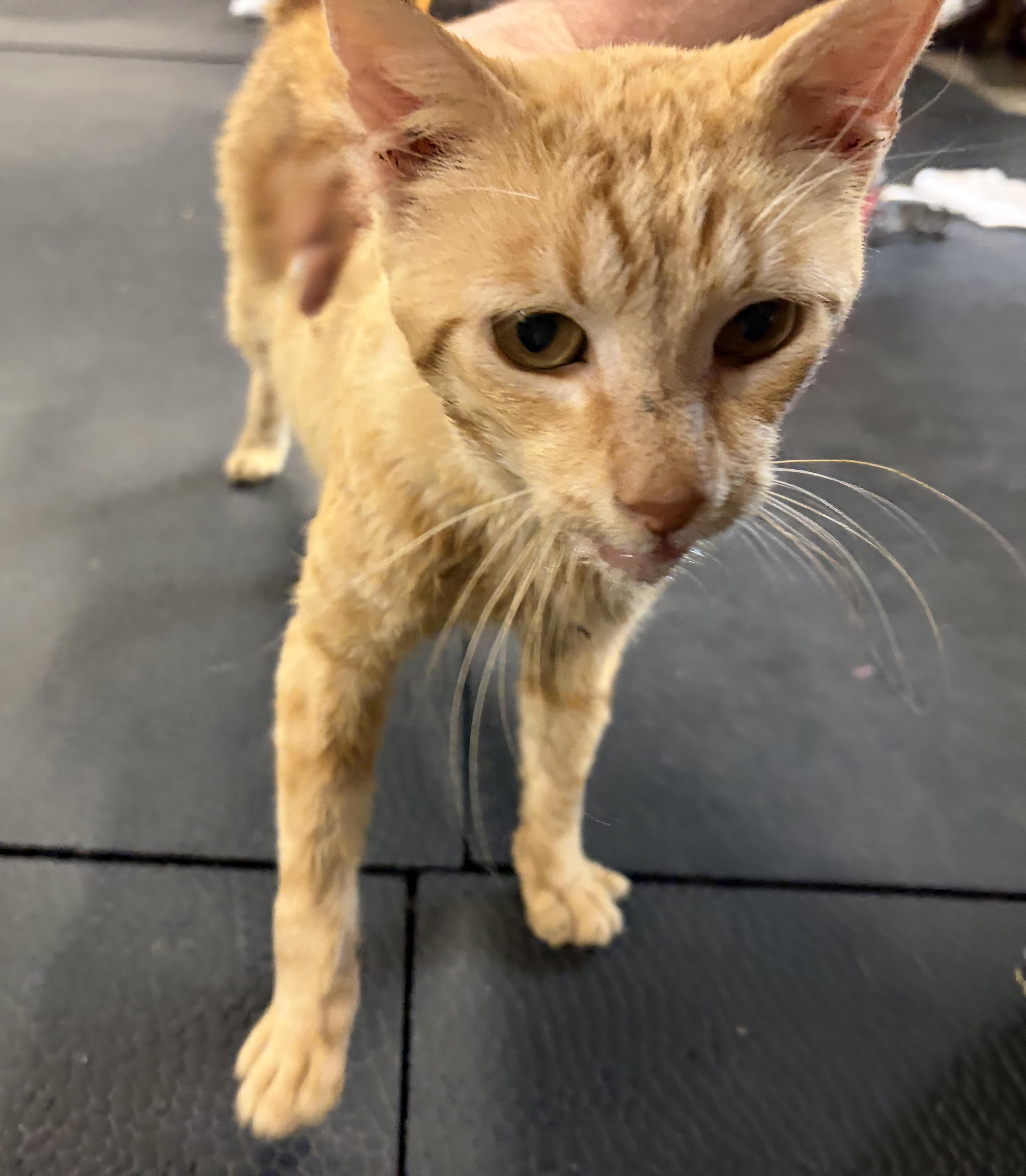 Enlarge The Colonel, a ADOPTABLE Domestic Short Hair in Melbourne, AR image 4/4