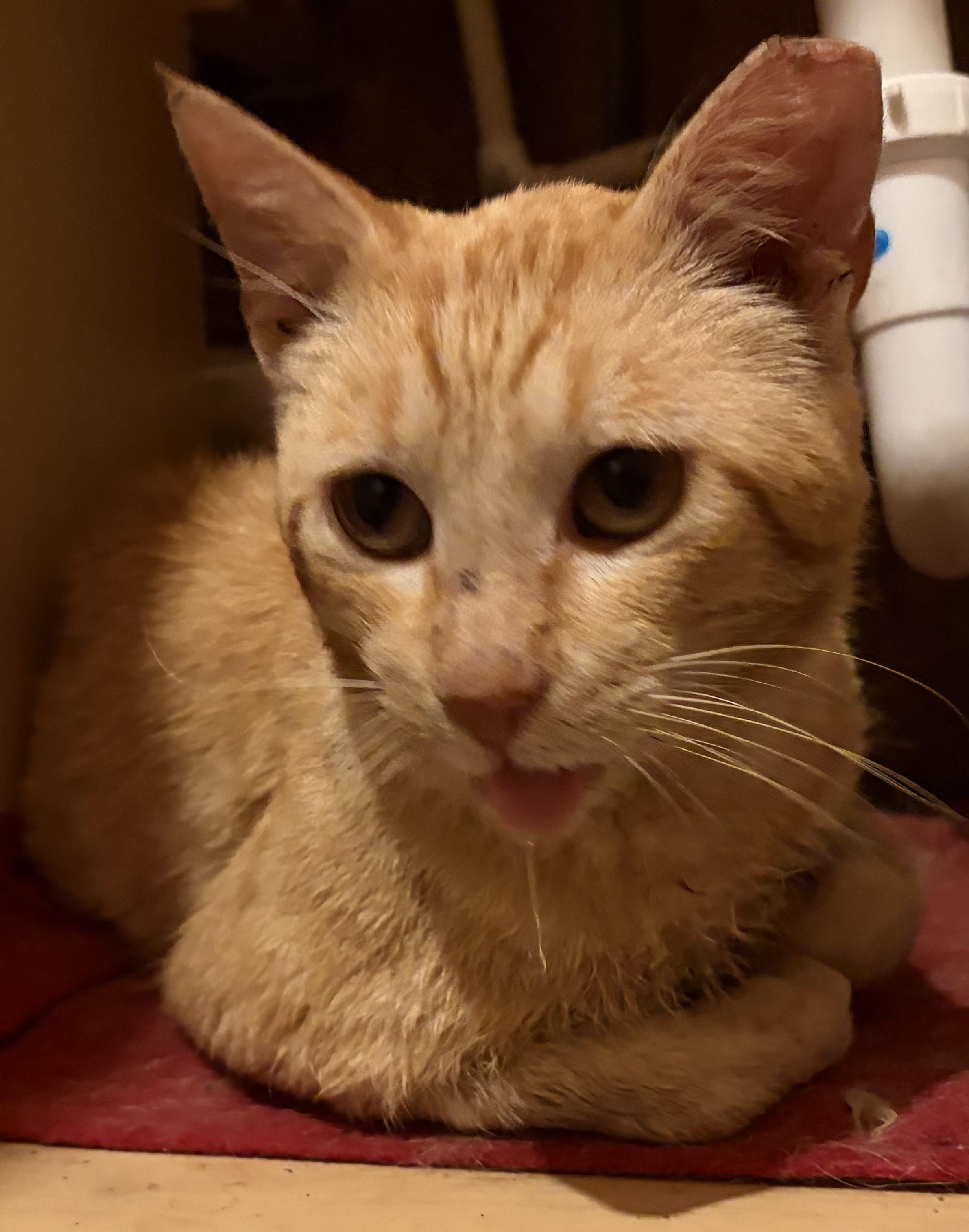 Enlarge The Colonel, a ADOPTABLE Domestic Short Hair in Melbourne, AR image 1/4