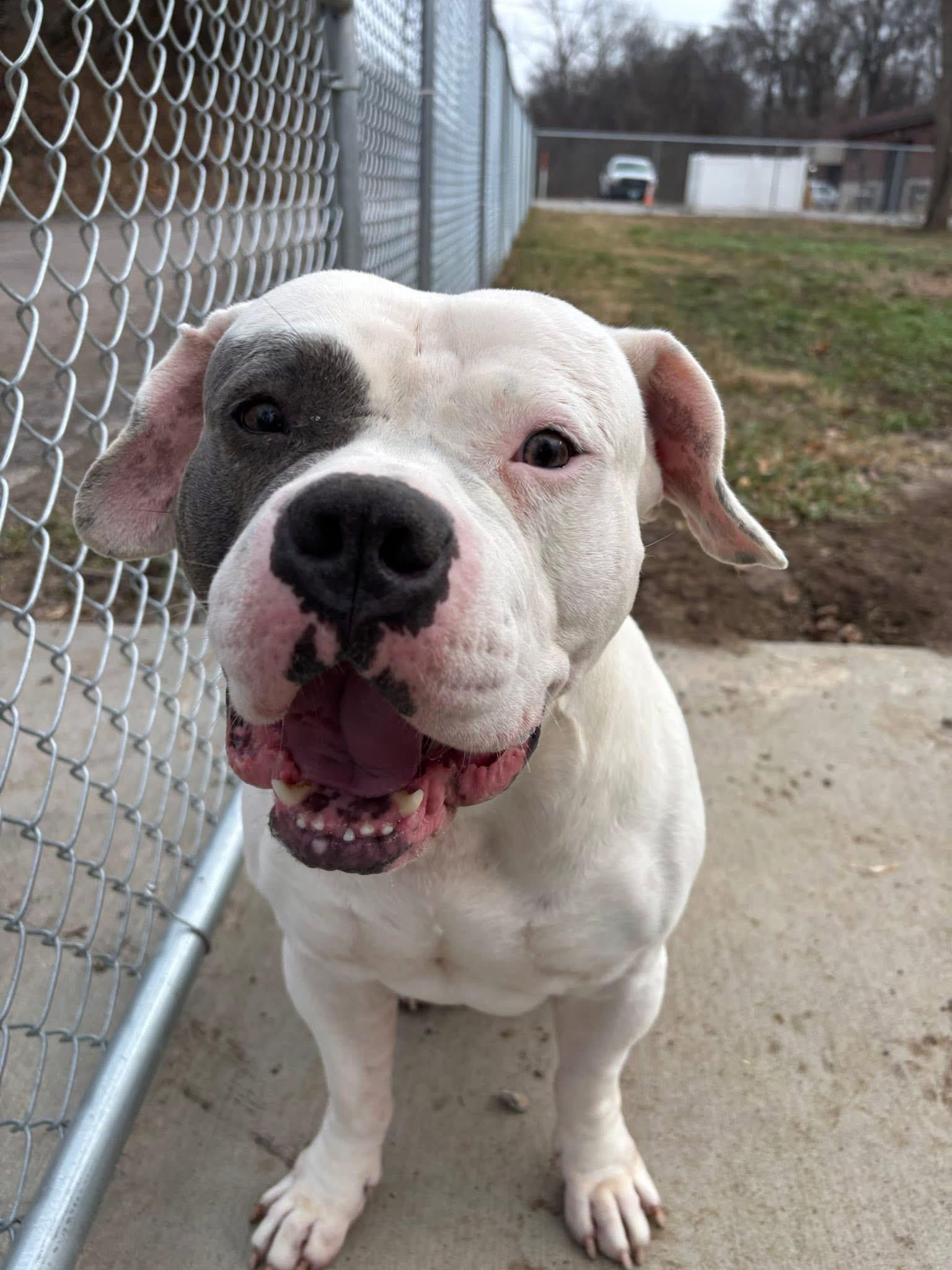 Enlarge Airman, a ADOPTABLE American Bully in Saint Charles, MO image 1/1