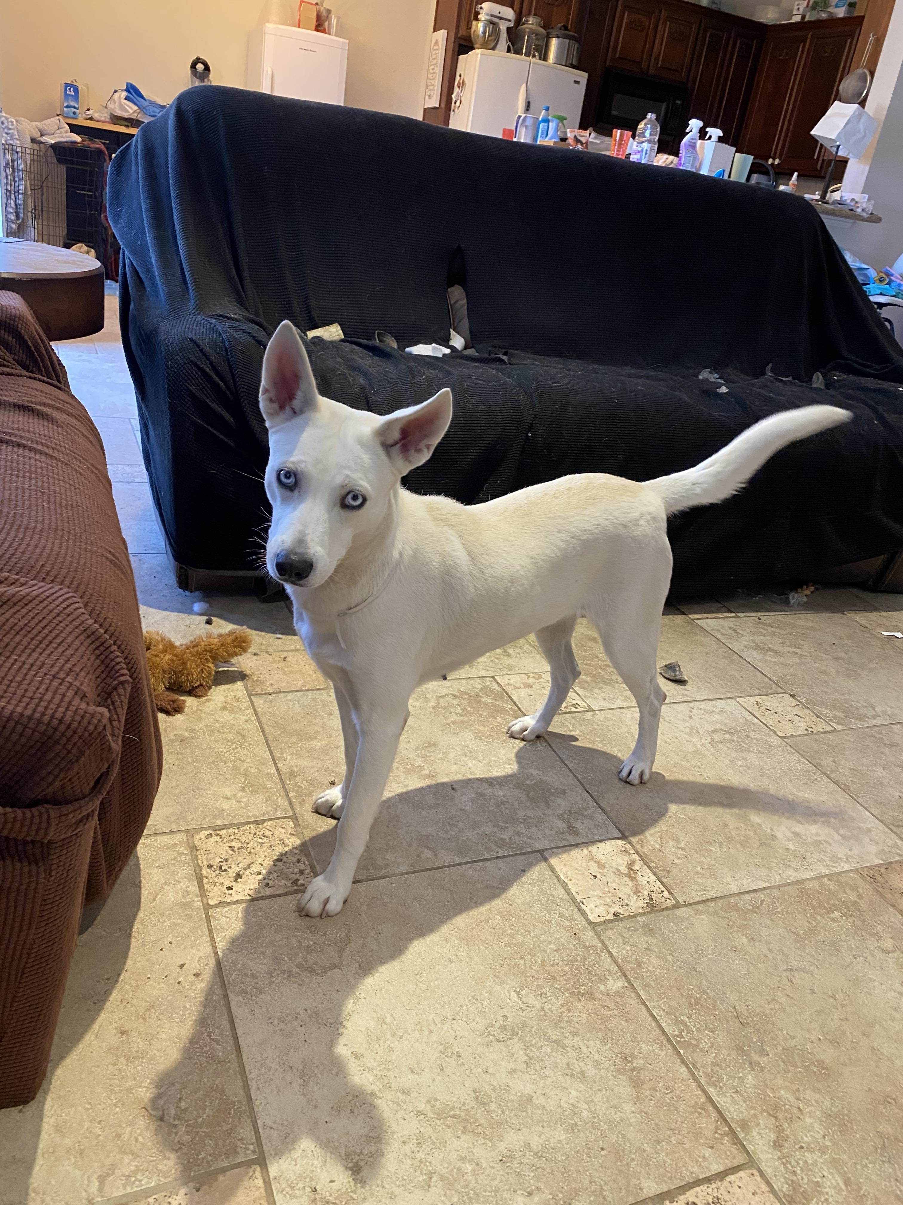 Aspen, a Adopted Siberian Husky in Pottsboro, TX image 4/4