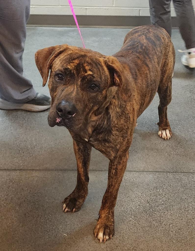 SNICKERDOODLE, Adoptable, Young Male Mixed Breed.