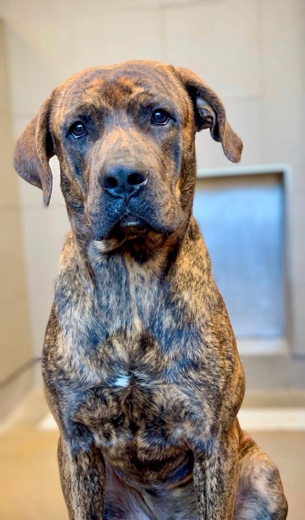 SNICKERDOODLE, a Adoptable mixed breed in Rome, GA image 2/2