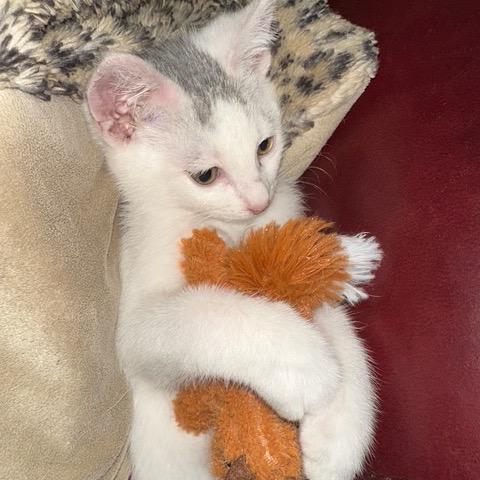 Nico, Adoptable, Kitten Male Domestic Short Hair.