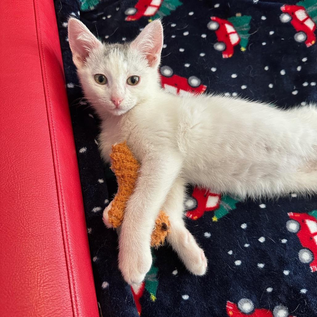 Enlarge Nico, a Adoptable Domestic Short Hair in Katy, TX image 2/4