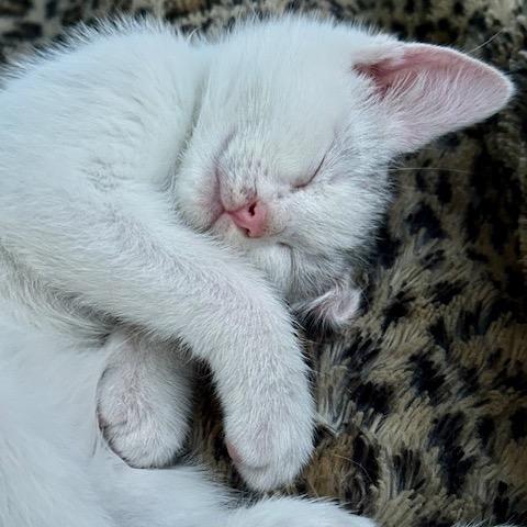 Enlarge Nico, a Adoptable Domestic Short Hair in Katy, TX image 3/4