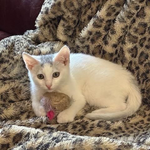 Enlarge Nico, a Adoptable Domestic Short Hair in Katy, TX image 4/4