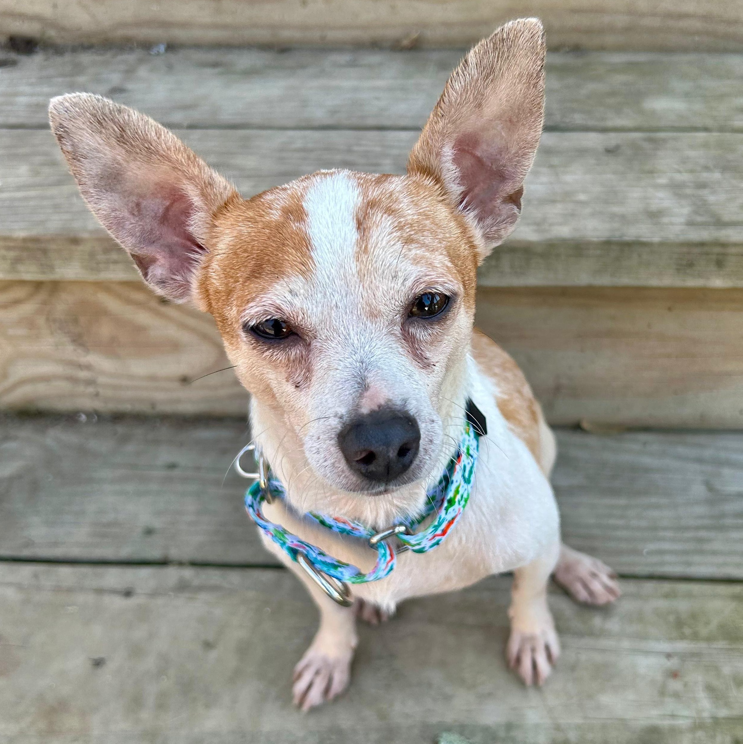 Enlarge Duke, a ADOPTABLE mixed breed in Baltimore, MD image 3/4