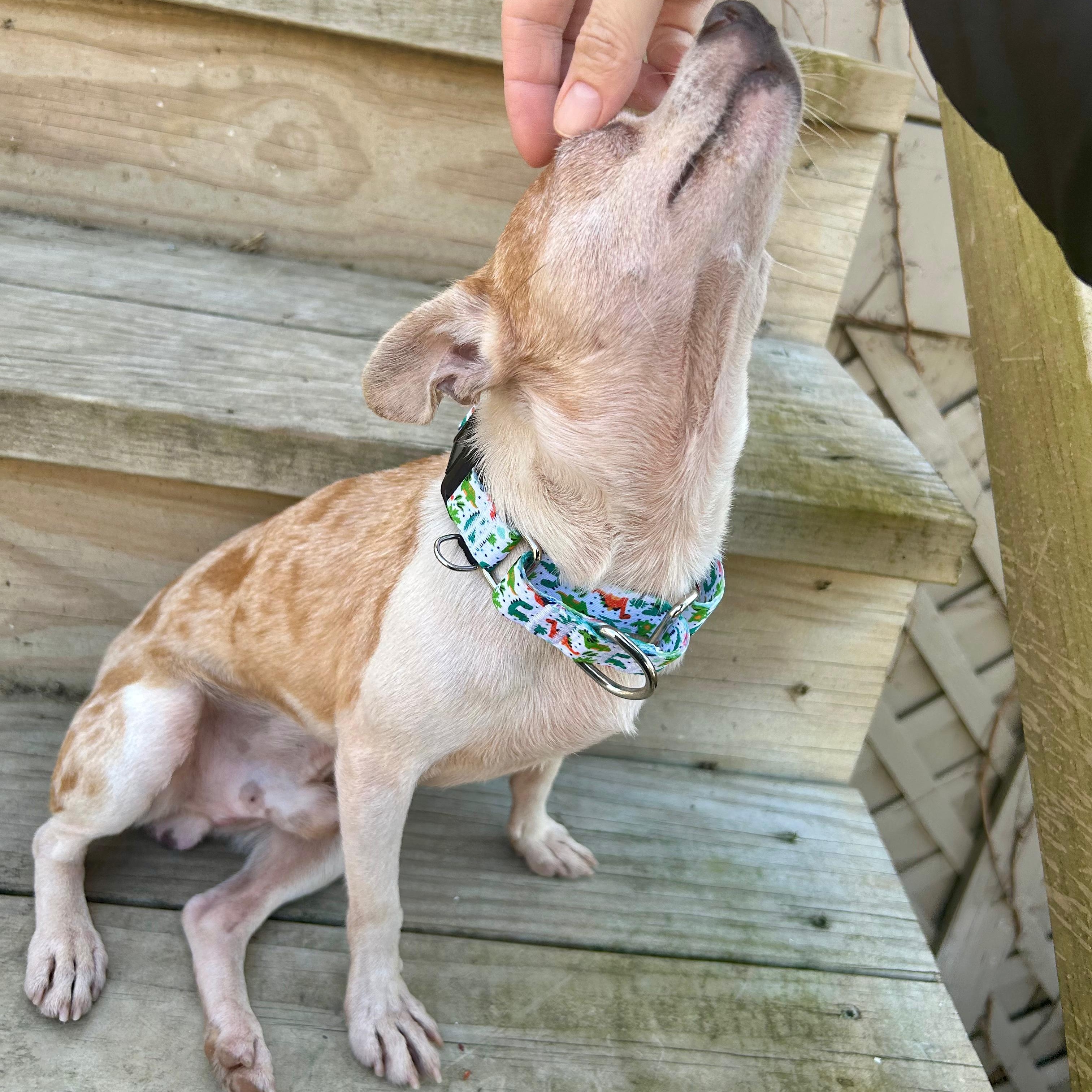 Enlarge Duke, a ADOPTABLE mixed breed in Baltimore, MD image 2/4