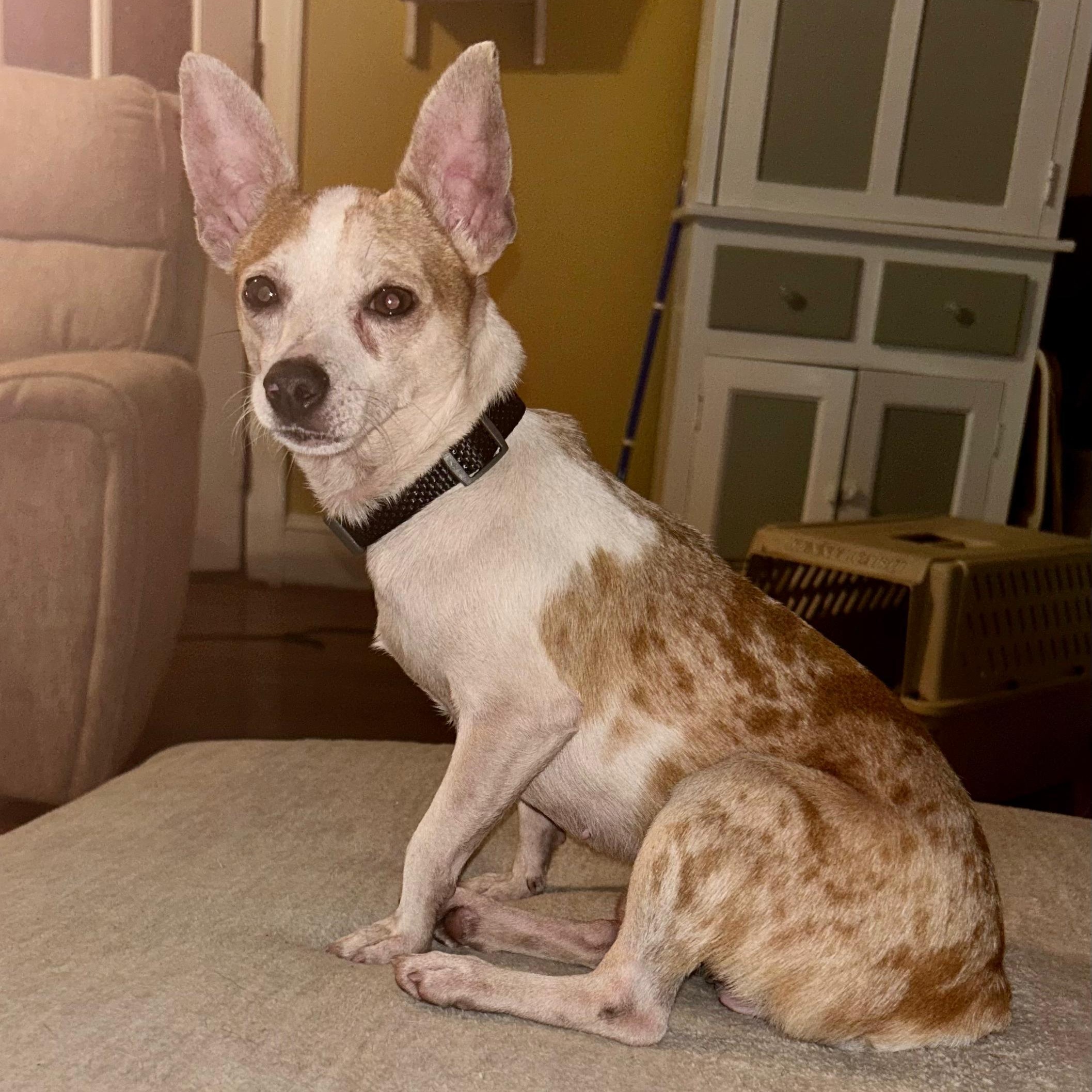 Enlarge Duke, a ADOPTABLE mixed breed in Baltimore, MD image 4/4