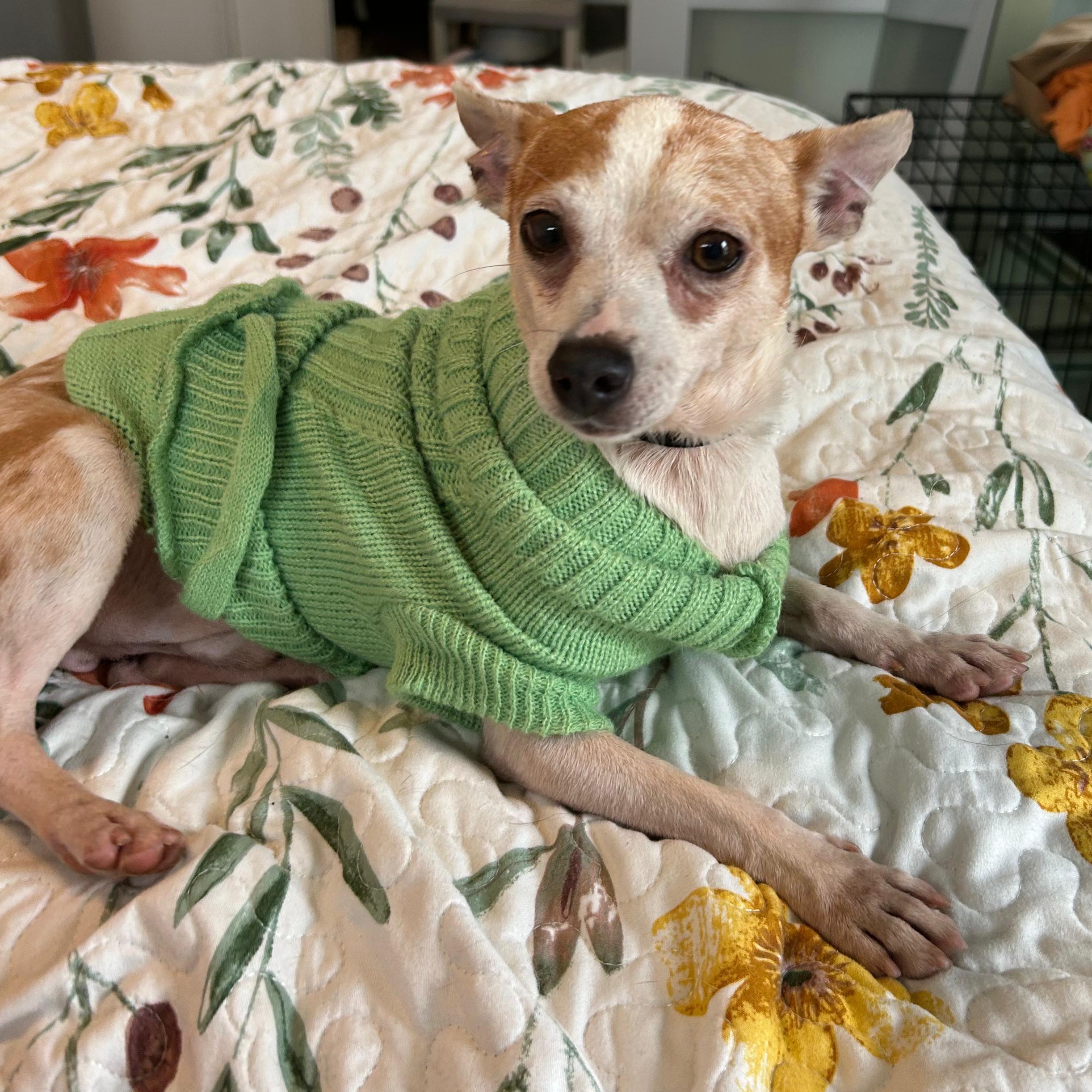 Duke, ADOPTABLE, Young Male Chihuahua.