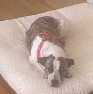 Enlarge Josie, a Adoptable mixed breed in Portland, OR image 3/6