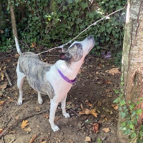 Enlarge Josie, a Adoptable mixed breed in Portland, OR image 4/6