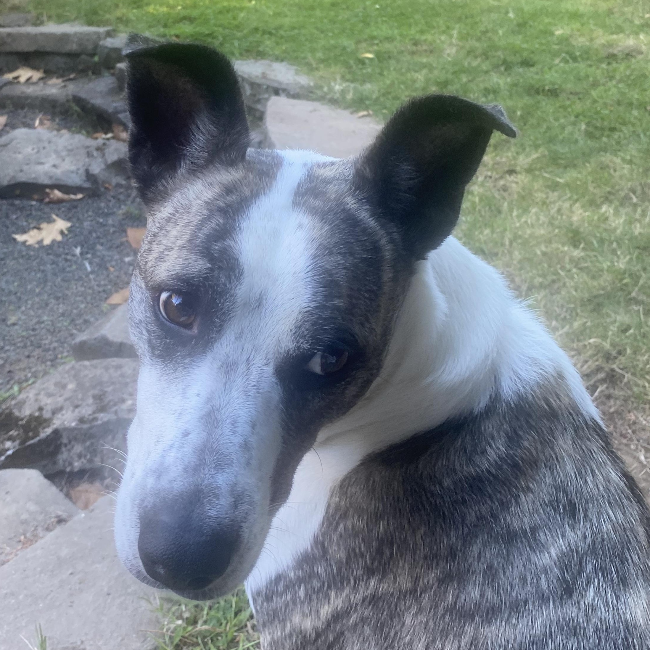 Enlarge Josie, a Adoptable mixed breed in Portland, OR image 1/6